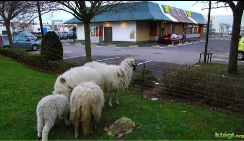 L’éco pâturage en ville