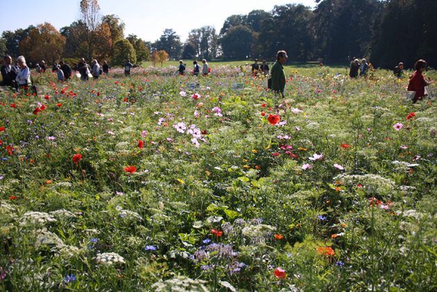 Les prairies fleuries