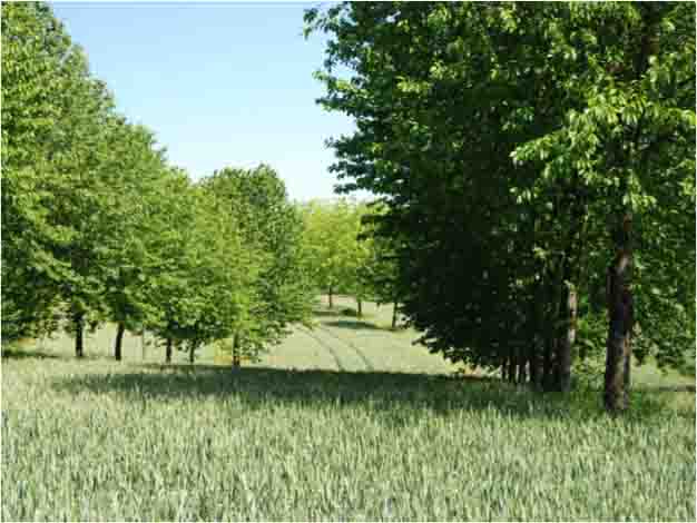 L’agroforesterie