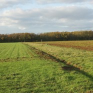 Accueillir la biodiversité dans une exploitation céréalière