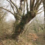 Les arbres têtards, encore des arbres ?