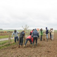 Chantier participatif de plantation à Lhopiteau