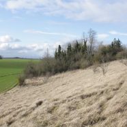 Animation pour l’entretien des prairies calcicoles de la plaine de Versailles