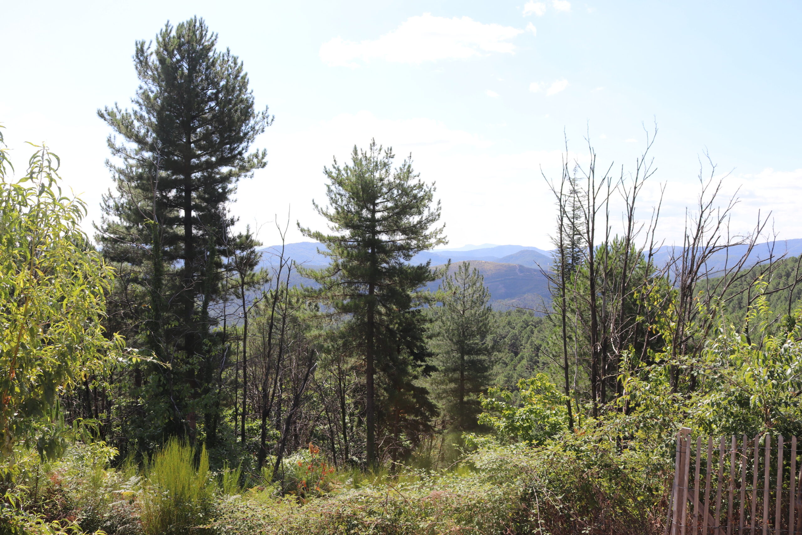 Lire la suite à propos de l’article Élaboration d’un projet territorial forestier sur les communes de Banne, Malbosc et St-Paul le Jeune